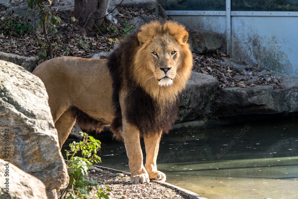 Obraz premium Löwe - Panthera leo
