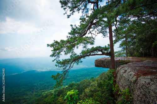 pine tree cliff Pha Lomsak at Phu Kradueng national park  Loei Thailand photo