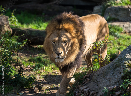 Fototapeta Naklejka Na Ścianę i Meble -  Löwe - Panthera leo