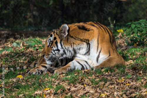 Fototapeta Naklejka Na Ścianę i Meble -  Tiger - Panthera tigris