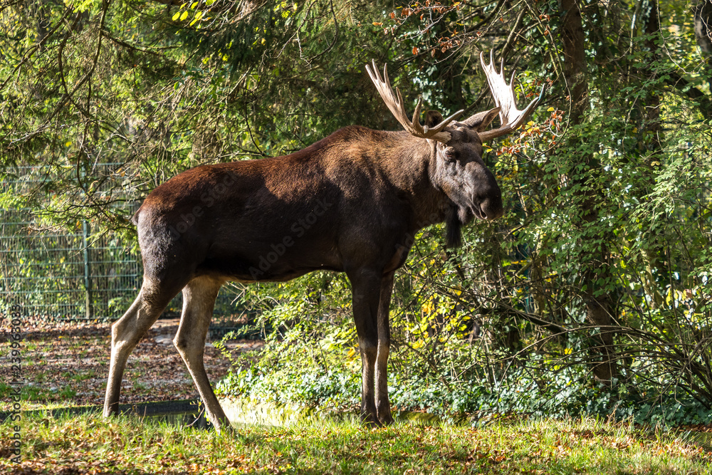 Fototapeta premium Europäischer Elch - Alces alces