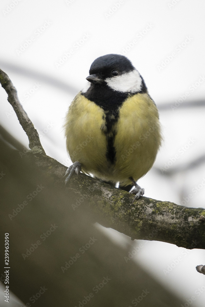Obraz premium Parus major - Great tit on a branch.