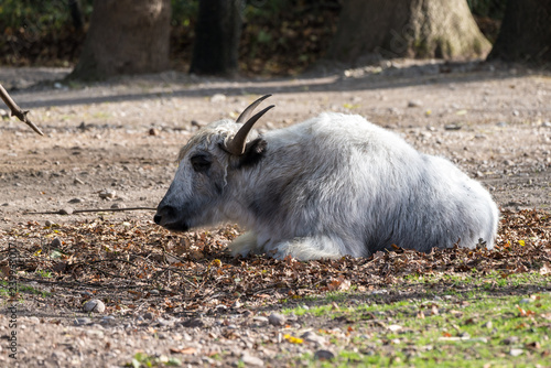 Hausyak - Bos mutus grunniens photo