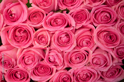 Close up view of pink roses bouquet. Red roses background. Top view.