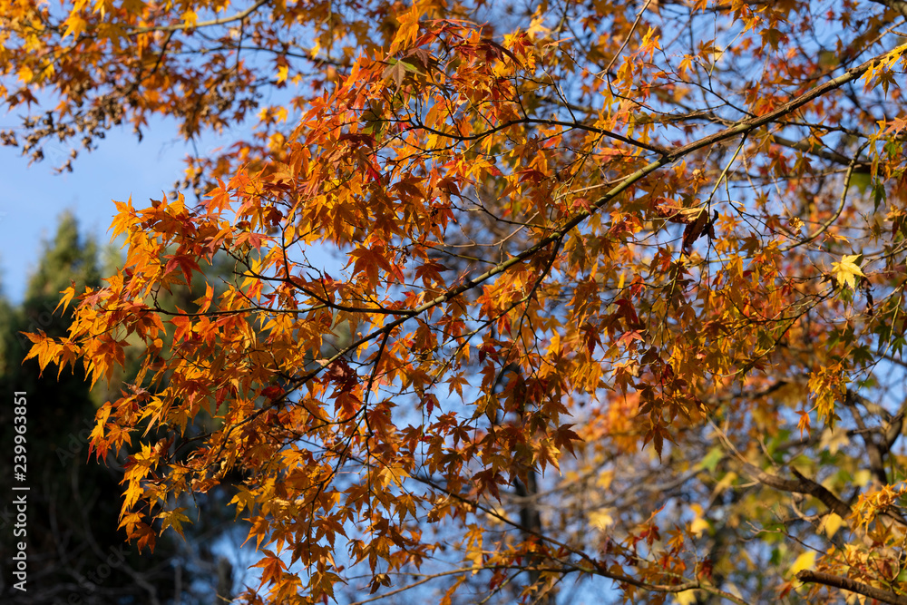 Autumn atmosphere in the Park. Autumn mood Autumn atmosphere in the Park. Autumn mood