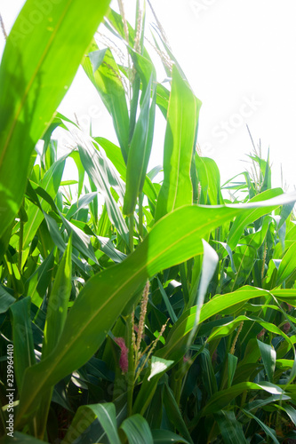 Leaves of maize in summertime on the field