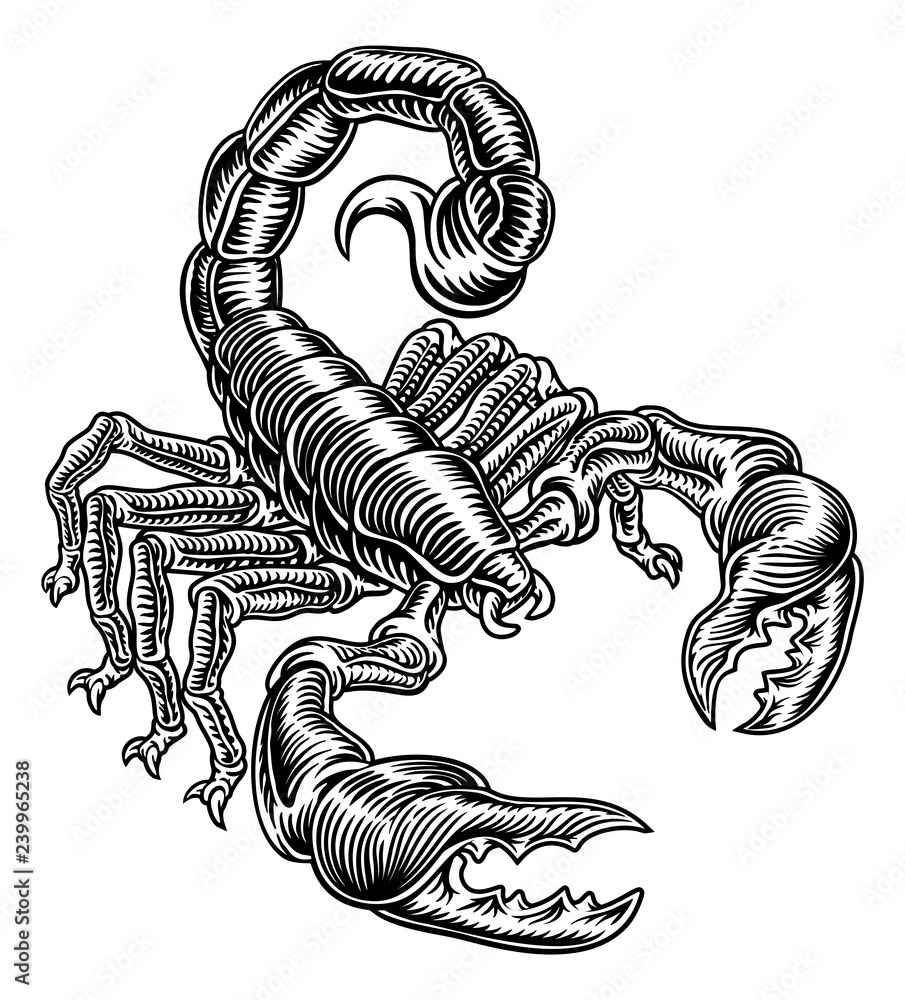 Scorpion Scorpio zodiac animal sign design graphic in a retro vintage  woodcut etching style. Stock Vector | Adobe Stock