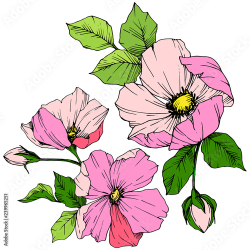 Vector Pink rosa canina. Floral botanical flower. Engraved ink art. Isolated rosa canina illustration element.