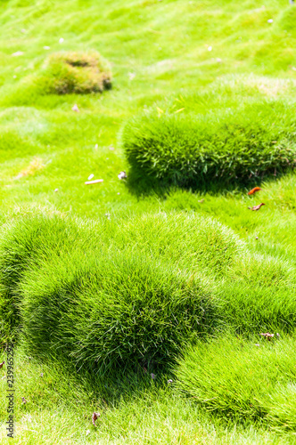 Vibrant and juicy clumps and bumbs of Korean velvet grass Zoysia tenuifolia or zoysiagrass photo
