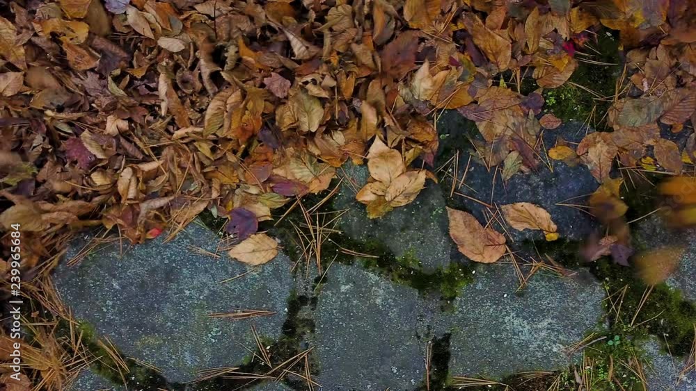 Aerial view: Yellow and brown wet fall leaves are blown on a late fall day. Aerial view: Yellow and brown wet fall leaves are blown on a late fall day.