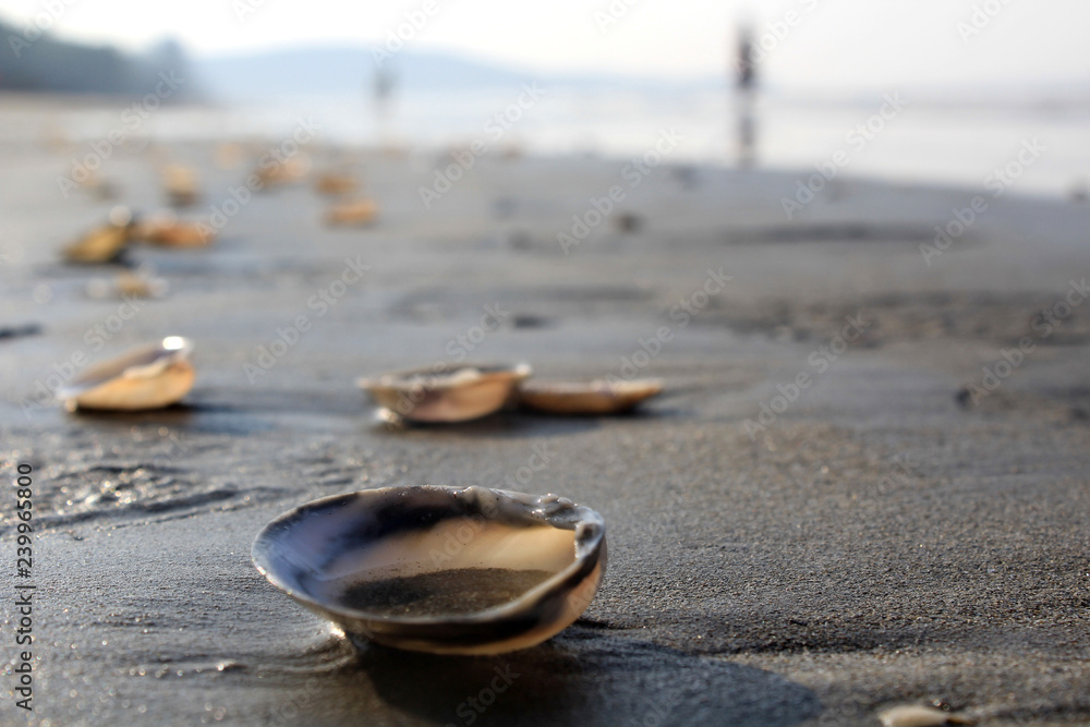 Close shot of sea shells Close shot of sea shells
