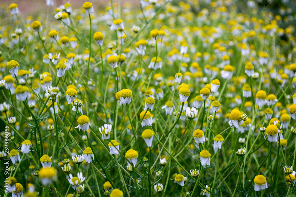 Dense bushes of chamomile with white flowers in the garden. Matricaria chamomilla Dense bushes of chamomile with white flowers in the garden. Matricaria chamomilla