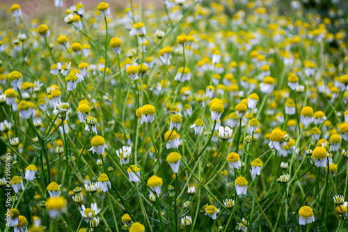 Dense bushes of chamomile with white flowers in the garden. Matricaria chamomilla