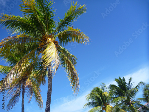 Wallpaper Mural Palme Torontodigital.ca