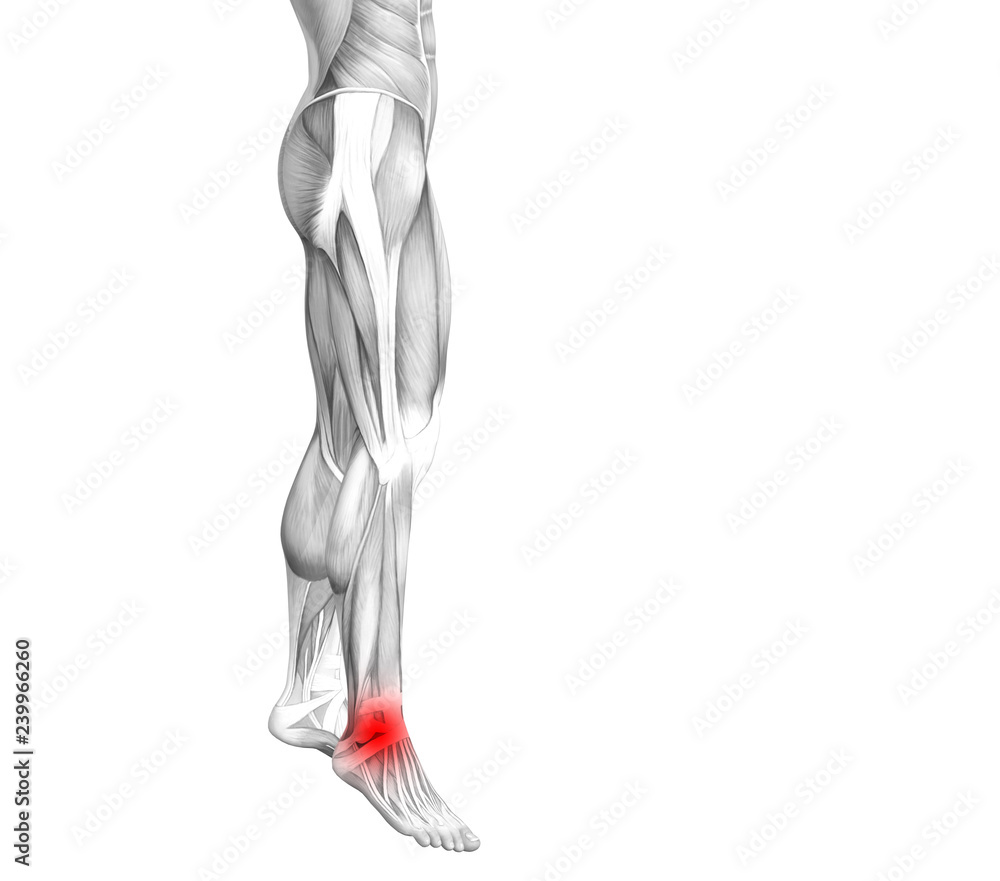 Conceptual ankle human anatomy with red hot spot inflammation or articular joint pain for leg health care therapy or sport muscle concepts. 3D illustration man arthritis or bone osteoporosis disease Conceptual ankle human anatomy with red hot spot inflammation or articular joint pain for leg health care therapy or sport muscle concepts. 3D illustration man arthritis or bone osteoporosis disease