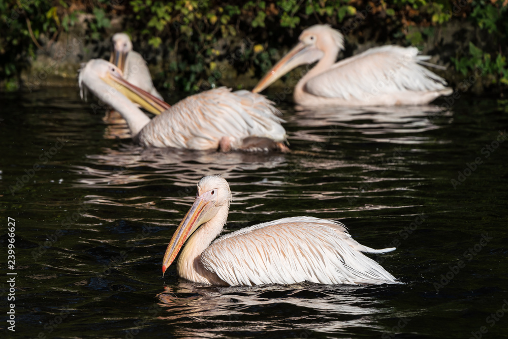 Rosa Pelikan - Pelecanus onocrotalus Rosa Pelikan - Pelecanus onocrotalus