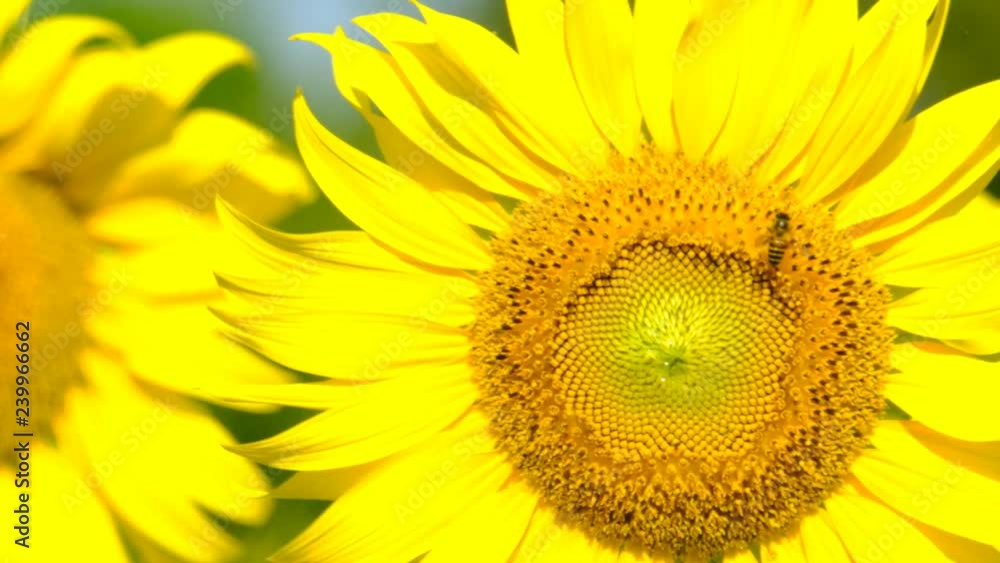 bee moving and flying near sunflower in a sunflower field. Close up bee moving and flying near sunflower in a sunflower field. Close up