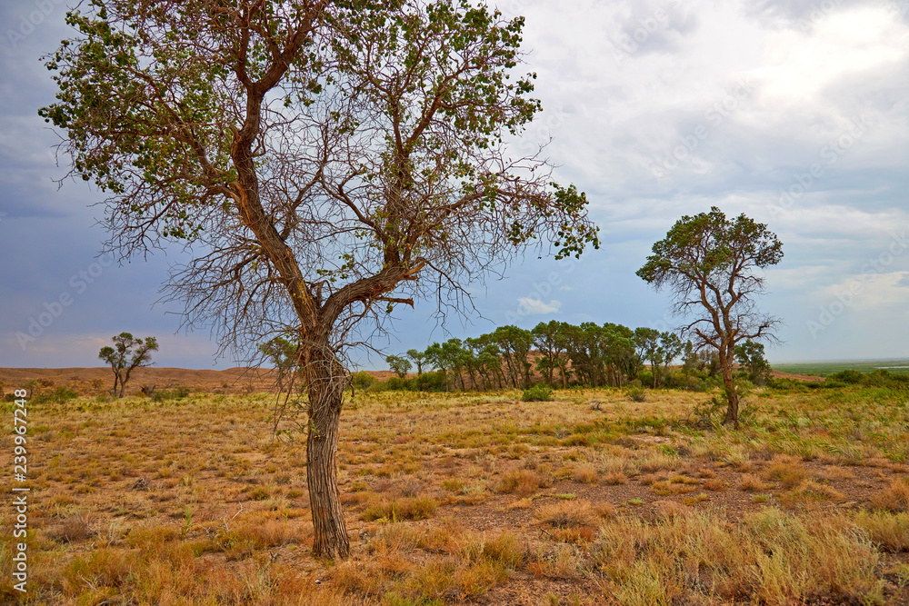 Tree turanga (Populus pruinosa) in the desert steppe. Turanga - relic poplar.