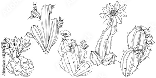 Vector Cacti floral botanical flower. Black and white engraved ink art. Isolated cacti illustration element.