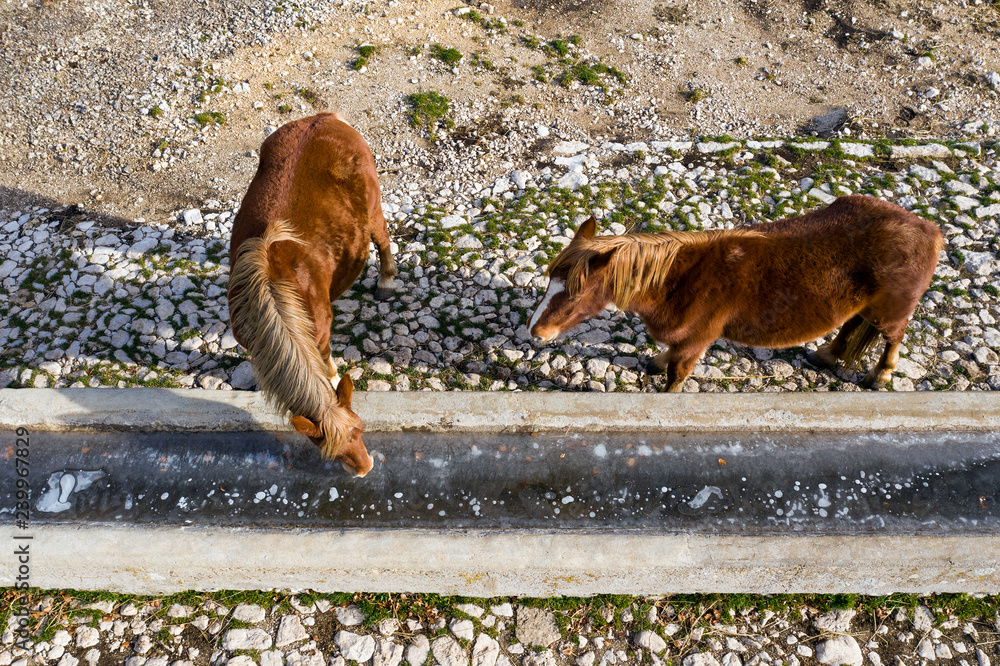 Obraz premium Aerial view of 2 beautiful brown horses trying to drink from a frozen watering hole.