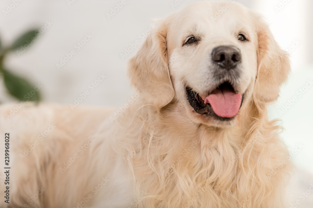 close up of cute golden retriever dog lying and sticking tongue out at home close up of cute golden retriever dog lying and sticking tongue out at home