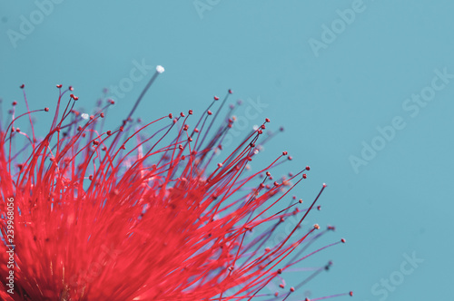 close-up of crimson blossom of flower of Metrosideros excelsa, New Zealand