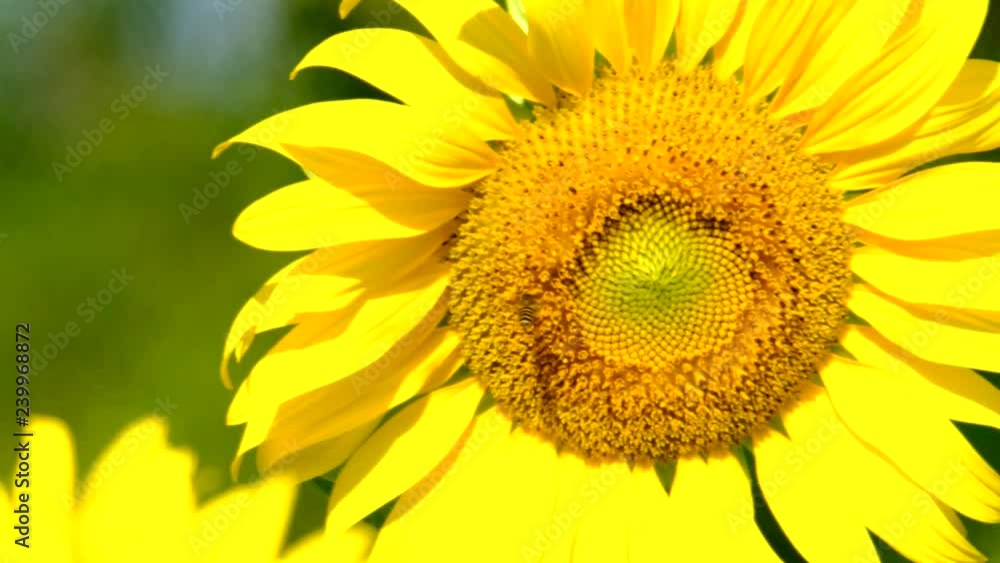 bee moving and flying near sunflower in a sunflower field. Close up bee moving and flying near sunflower in a sunflower field. Close up