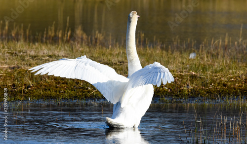 White swan flashing his feathers