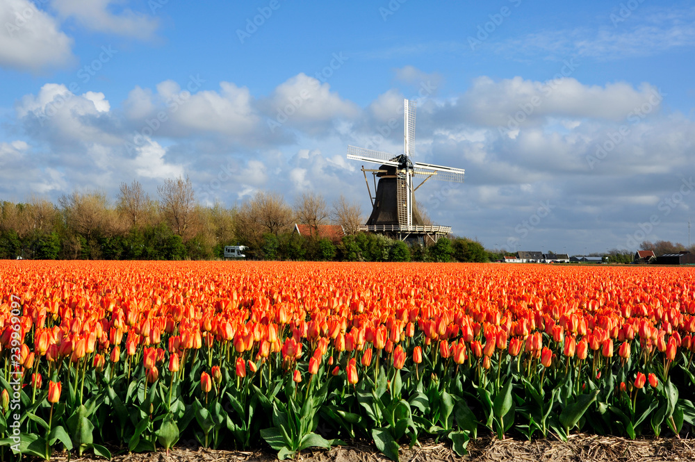 Dutch orange tulip field scene in Julianadorp, The Netherlands