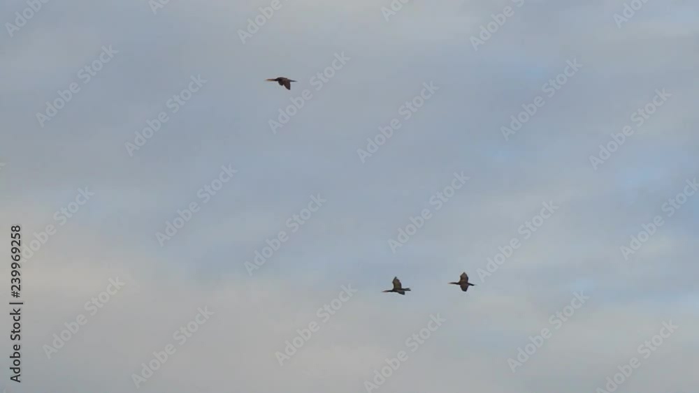 Big black cormorant flying against the cloudy sky. Phalacrocorax carbo Big black cormorant flying against the cloudy sky. Phalacrocorax carbo