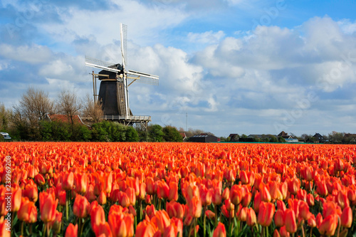 Dutch orange tulip field scene in Julianadorp, The Netherlands