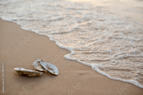 Oyster shells on the surf line with sand on the sea beach, as a concept of summer holidays, sea resort, spa.