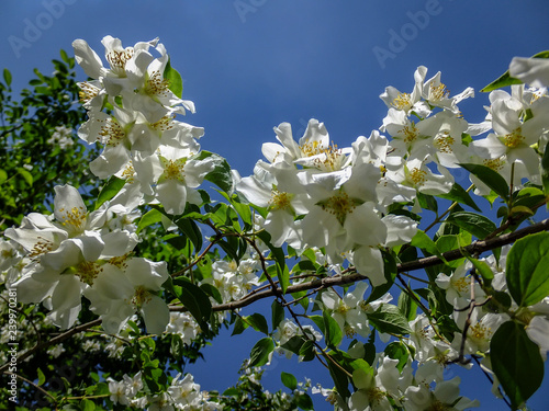 Close up of jasmine flowers Philadelphus lewisii on the bush on the blue sky in the spring sunny garden. Selective focus photo