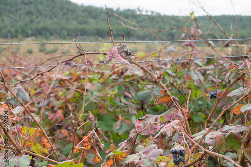 Autumn Vineyards and cellars in Fontanars dels Alforins and Moixent Valencia province Spain photo