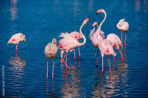 Couple in love birds pink flamingos find out relationship blue water