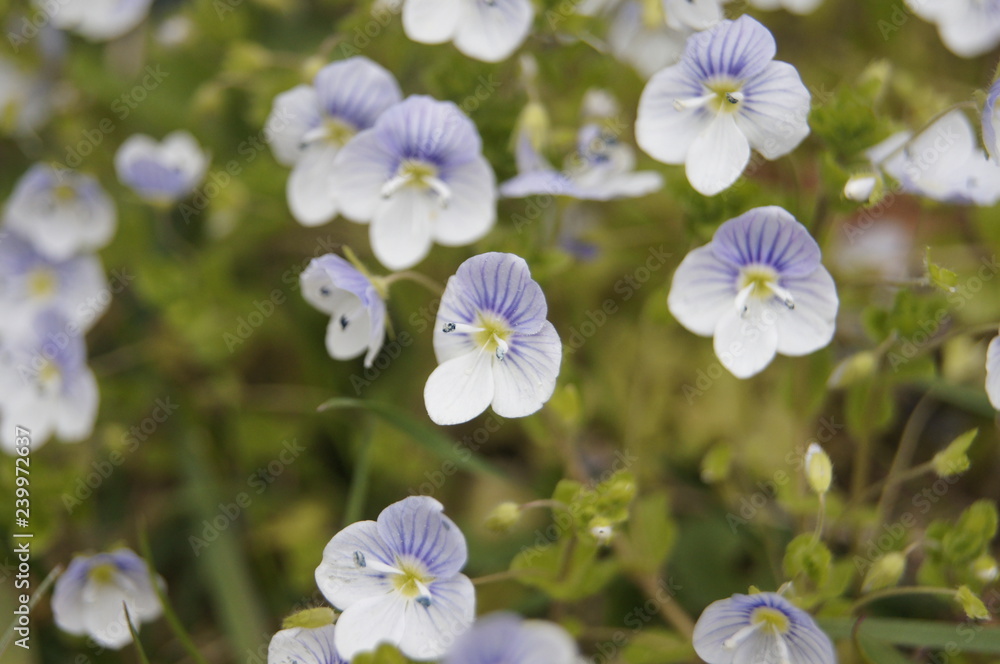 Fototapeta premium blue flowers in the garden