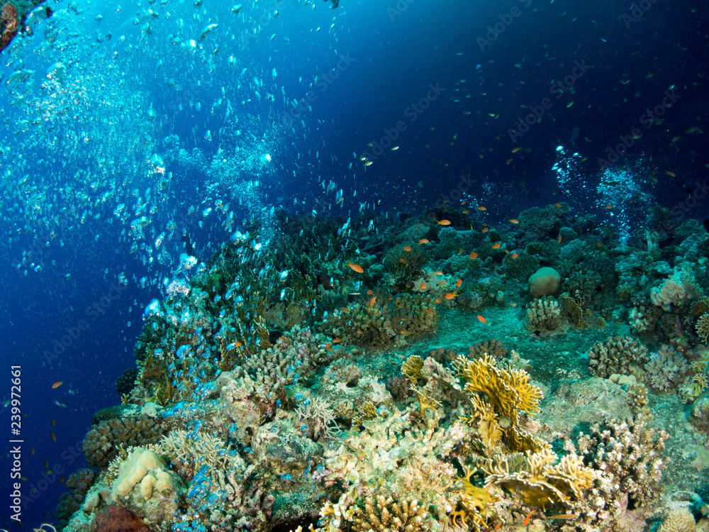 seabed with underwater life