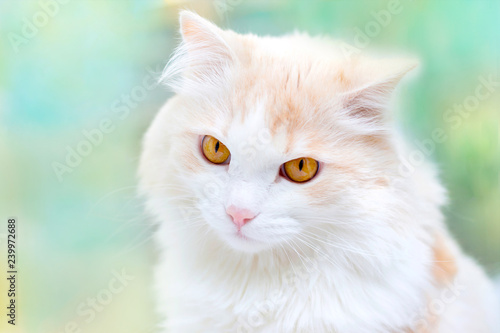 portrait of a white turkish angora cat © Анна Волгина