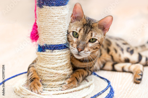 cute funny cat is playing with a scratcher