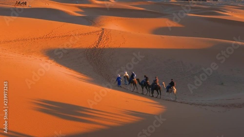 Row of camels at Erg Chebbi, Morocco