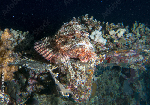 seabed with underwater life