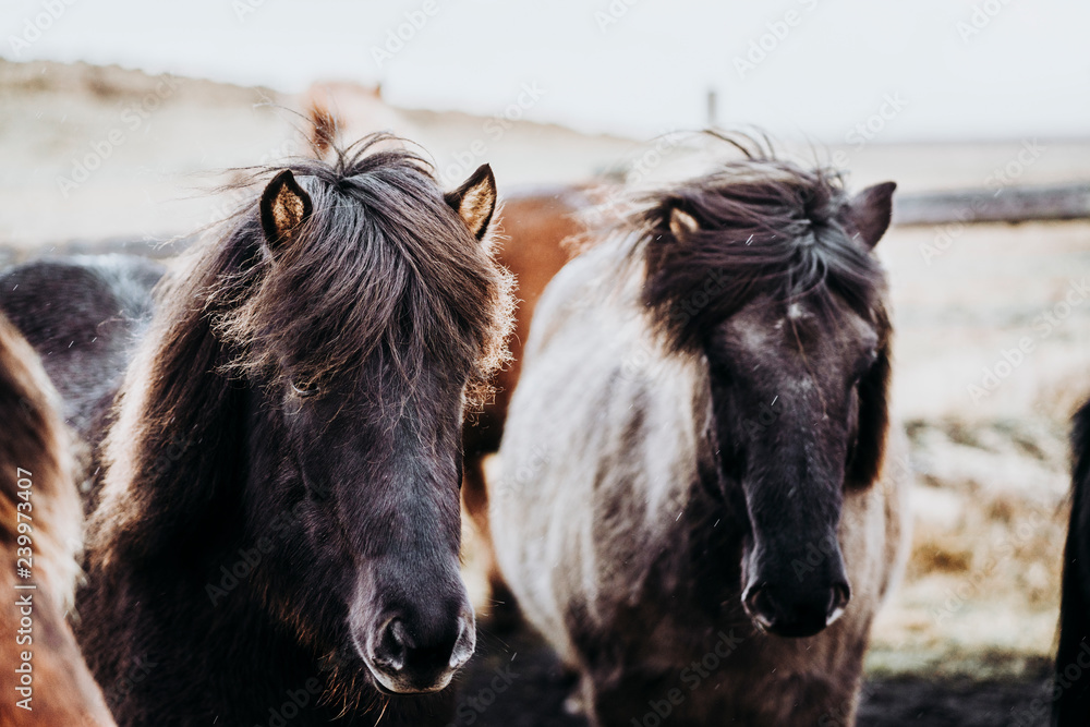 Fototapeta premium Beautiful grazing horses in Valley in Iceland