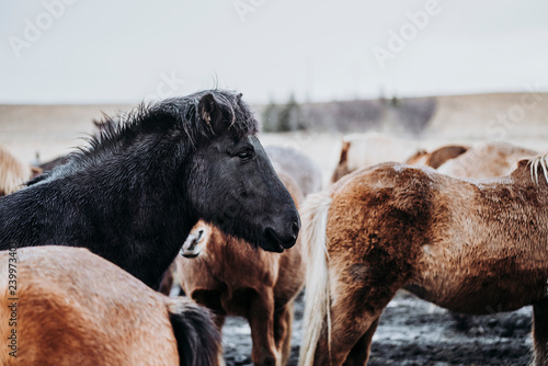 Fototapeta Naklejka Na Ścianę i Meble -  Beautiful grazing horses in Valley in Iceland