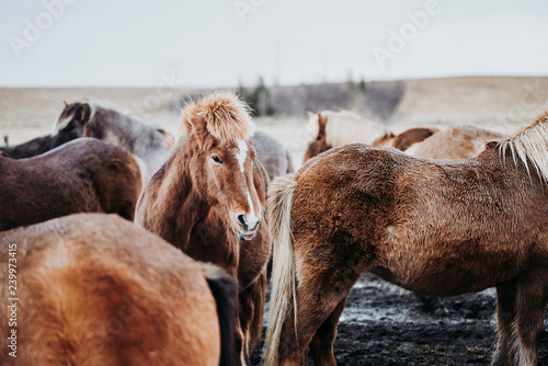 Fototapeta Naklejka Na Ścianę i Meble -  Beautiful grazing horses in Valley in Iceland