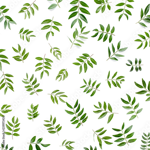 Pattern made of green leaves isolated on white background. lay flat  top view