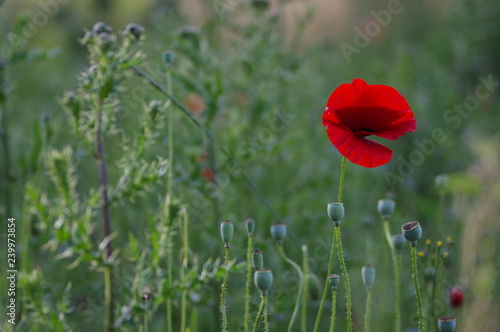 Fototapeta Naklejka Na Ścianę i Meble -  coquelicot