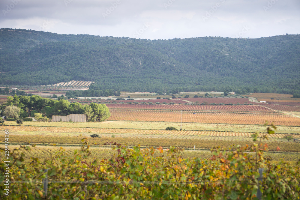 Autumn Vineyards and cellars in Fontanars dels Alforins and Moixent Valencia province Spain Autumn Vineyards and cellars in Fontanars dels Alforins and Moixent Valencia province Spain