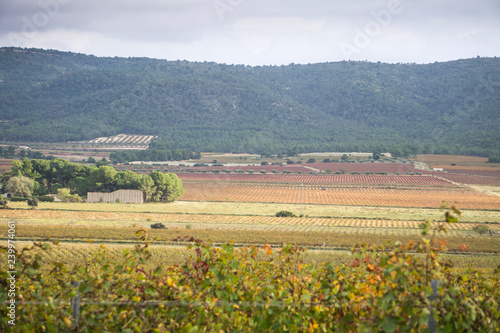 Autumn Vineyards and cellars in Fontanars dels Alforins and Moixent Valencia province Spain photo