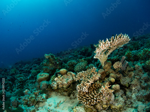 seabed with underwater life © Javier