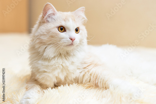 portrait of a white turkish angora cat